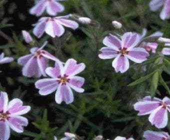 Kruipphlox (Phlox subulata 'Candy Stripes' )