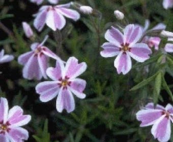Kruipphlox (Phlox subulata 'Candy Stripes' )