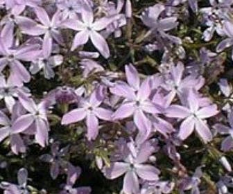 Kruipphlox (Phlox subulata 'G.F. Wilson's')
