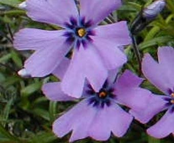 Kruipphlox (Phlox subulata 'Purple Beauty')