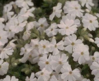 Kruipphlox (Phlox subulata 'Maischnee')