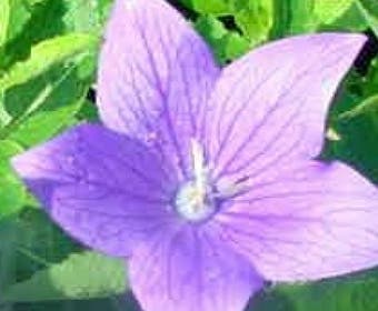Ballonklokje (Platycodon grandiflorus 'Mariesii')