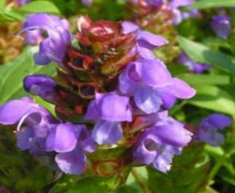 Brunella/brunel/bijenkorfje (Prunella grandiflora)