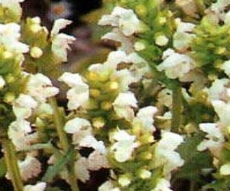 Bijenkorfje/Brunel (Prunella grandiflora 'Alba')