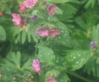 Longkruid (Pulmonaria rubra)