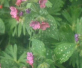 Longkruid (Pulmonaria rubra)