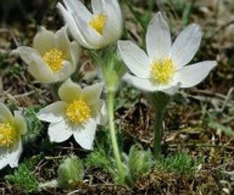 Wildemanskruid (Pulsatilla vulgaris 'Alba') BIO