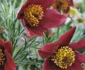 Wildemanskruid (Pulsatilla vulgaris 'Rubra')