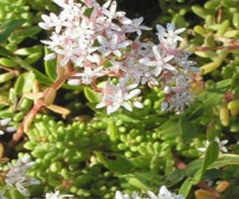 Vetkruid (Sedum album)