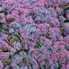 Vetkruid (Sedum cauticola 'Lidakense')