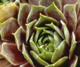 Huislook (Sempervivum 'Othello')
