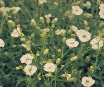 Lijmkruid (Silene uniflora 'Weisskehlchen')