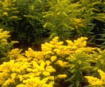 Guldenroede (Solidago 'Goldkind')