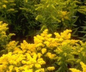 Guldenroede (Solidago 'Goldkind')