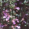 Gamander (Teucrium lucidrys)