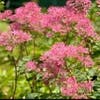 Akeleiruit (Thalictrum aquilegifolium 'Thundercloud') Bio