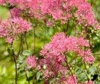 Akeleiruit (Thalictrum aquilegifolium 'Thundercloud')