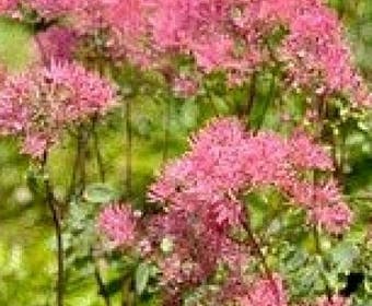 Akeleiruit (Thalictrum aquilegifolium 'Thundercloud')
