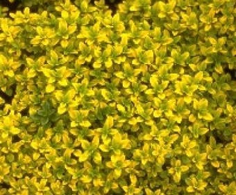 Tijm (Thymus citriodorus 'Bertram Anderson')