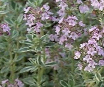 Tijm (Thymus citriodorus 'Silver Queen')