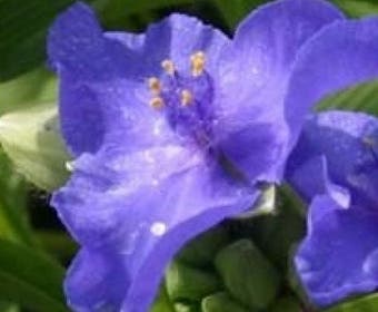 Eendagsbloem (Tradescantia 'Blue Stone')