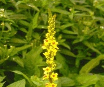 Zwarte toorts (Verbascum nigrum)