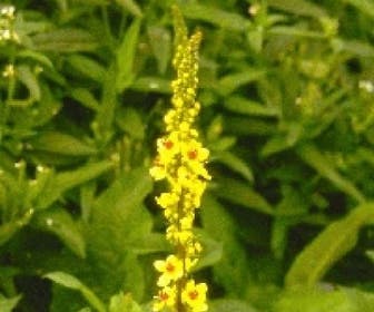 Zwarte toorts (Verbascum nigrum)