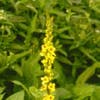 Zwarte toorts (Verbascum nigrum) BIO