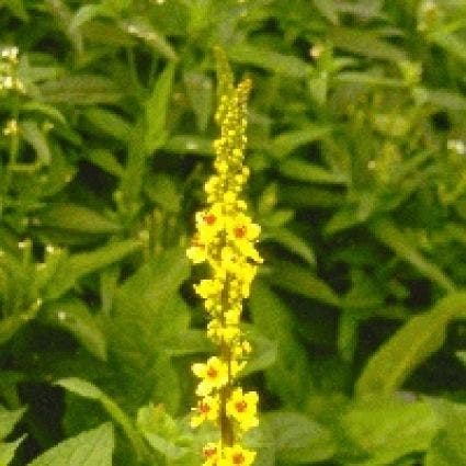 Zwarte toorts (Verbascum nigrum) BIO
