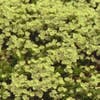 Ereprijs (Veronica repens)