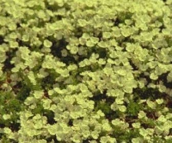 Ereprijs (Veronica repens)