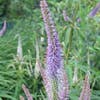 Virginische ereprijs (Veronicastrum virginicum 'Lavendelturm')
