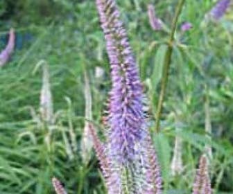 Virginische ereprijs (Veronicastrum virginicum 'Lavendelturm')