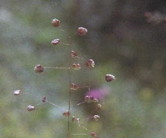 Trilgras Bevertjes (Briza media) BIO