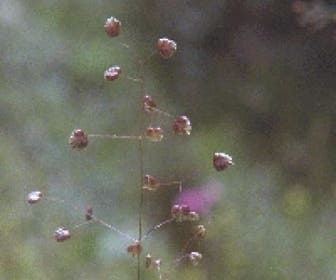 Trilgras Bevertjes (Briza media) BIO