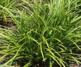 Zegge (Carex morrowii)
