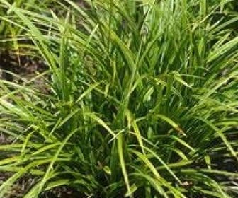 Zegge (Carex morrowii)