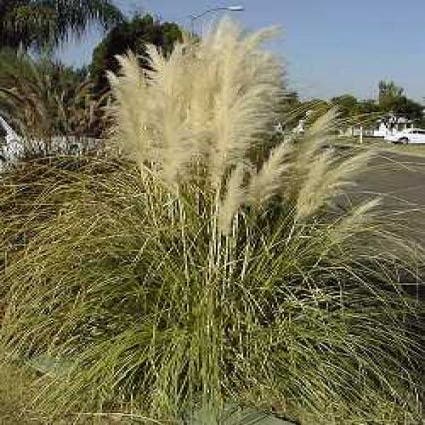 Pampasgras (Cortaderia 'Concha')