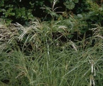 Chinees riet, Sierriet (Miscanthus sinensis 'Kleine Silberspinne') BIO