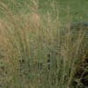 Vedergras (Stipa capillata)