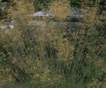 Vedergras (Stipa gigantea)