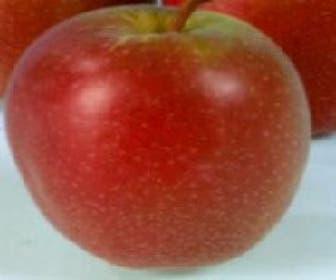Appelboom (Malus domestica 'Summerred')