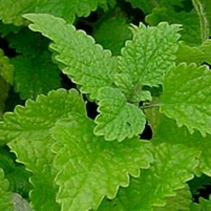 Melissa officinalis (Citroenmelisse)