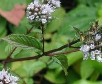 Pepermunt (Mentha piperita)