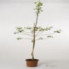 Appelboom (Malus domestica 'Lena')