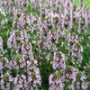 Citroentijm (Thymus citriodorus)