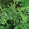 Schildvaren (Dryopteris filix-mas 'Linearis Polydactyla')