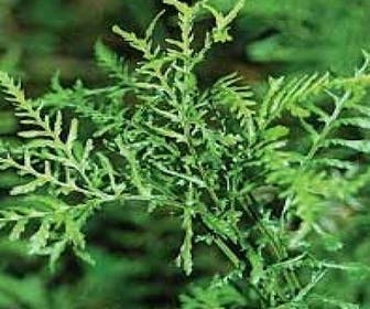 Schildvaren (Dryopteris filix-mas 'Linearis Polydactyla')