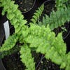 Schildvaren (Dryopteris affinis 'Pinderi')