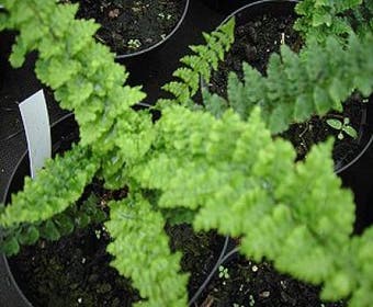 Schildvaren (Dryopteris affinis 'Pinderi')